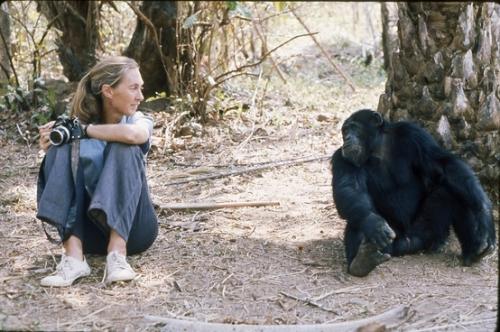 Jane Goodall egy csimpánzzal